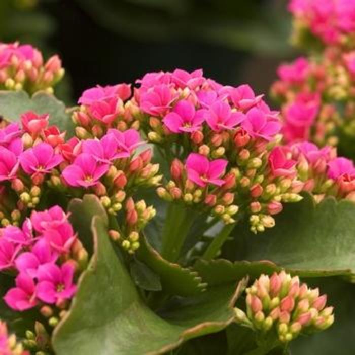 Kalanchoe Perfecta Orange Qt