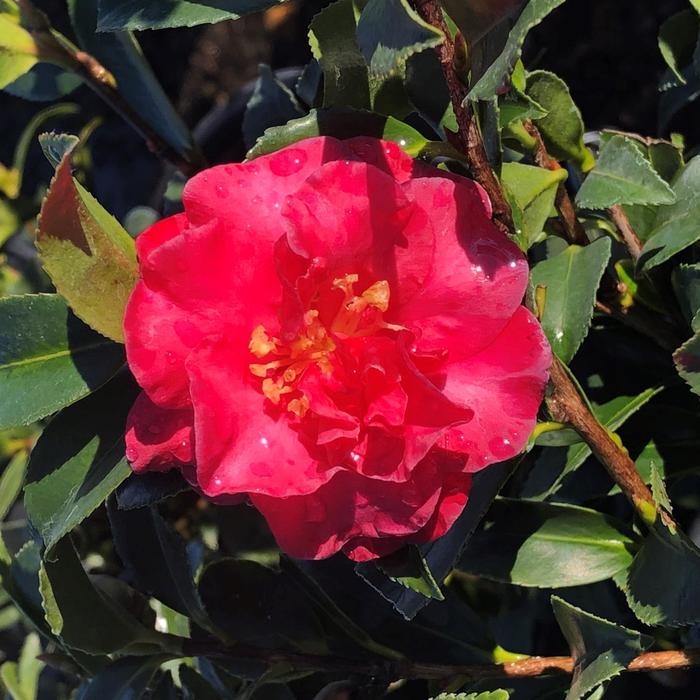 Camellia Setsugekka 3 Gal