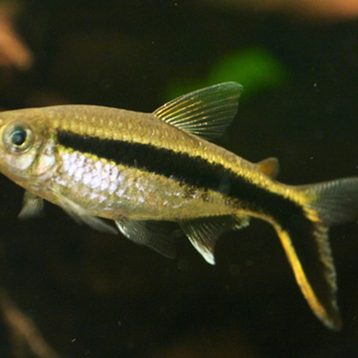 Penguin Tetra