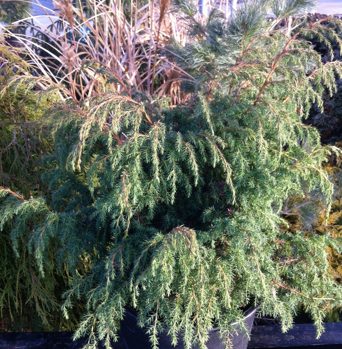 Juniper Nana 5 Gal