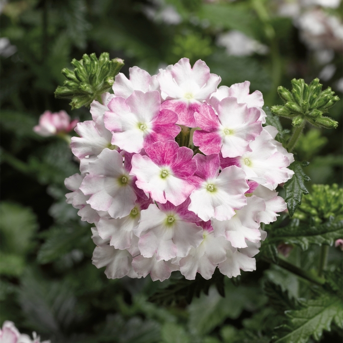 Verbena Twister Purple 1 Gal