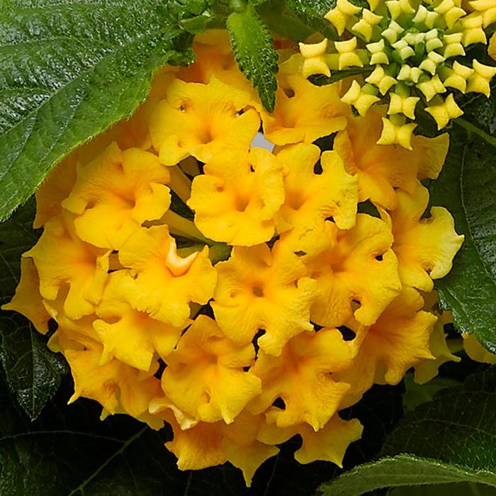 Lantana Bandolero Pink Quart