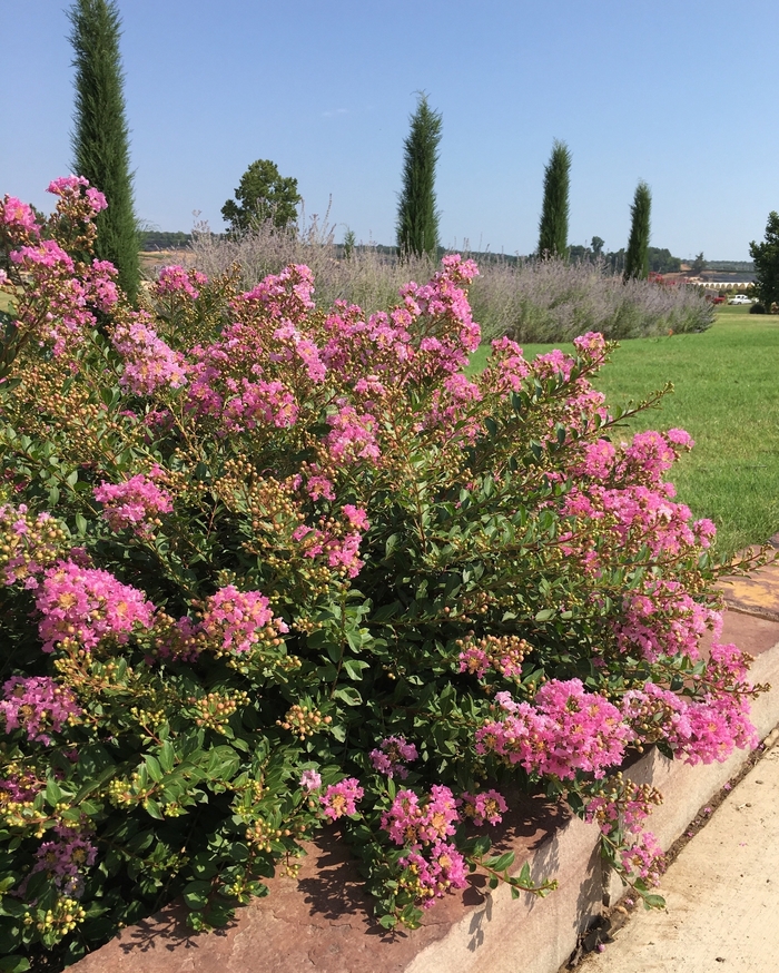 Crape Myrtle Princess zoey 3 Gal