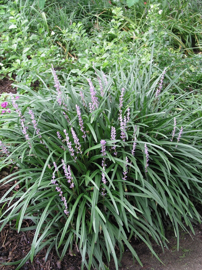Liriope Big Blue 1 Gal