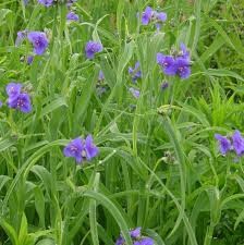 Ohio Spiderwort (Tradescantia ohiensis), 1 gallon
