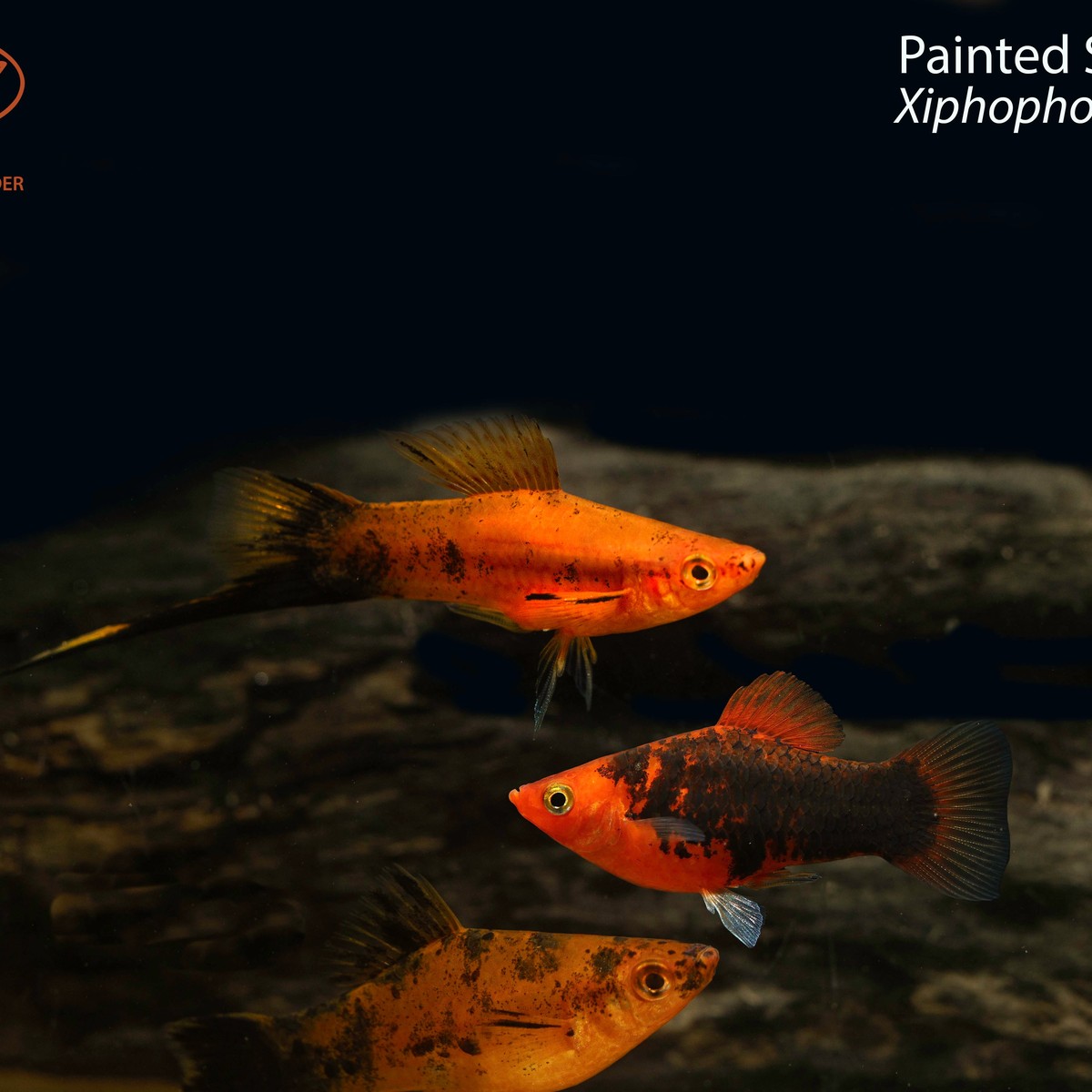 Painted Swordtails