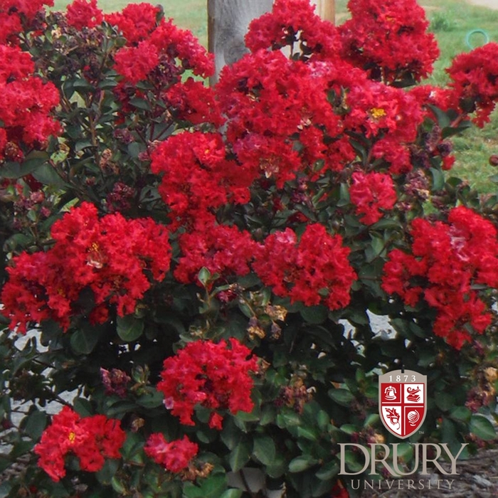 Crape Myrtle Ebony & Ivory 7 Gal
