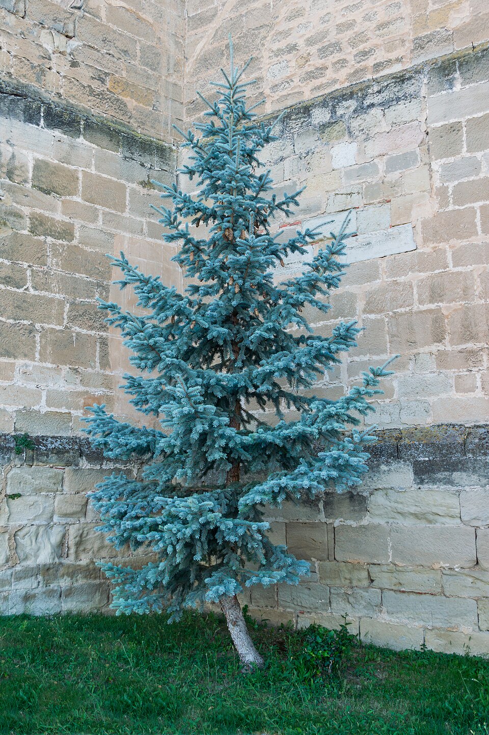 Blue Spruce