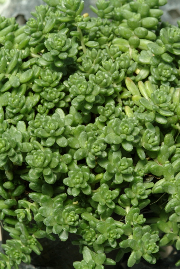 Sedum Coral Carpet 1 Gal