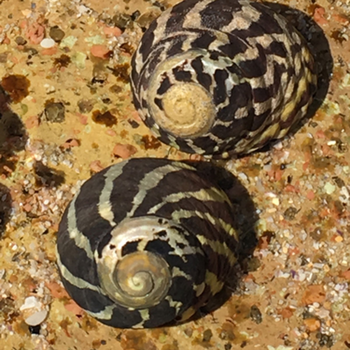 Zebra Snail