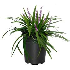 Big Blue Liriope