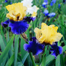 Jurassic Park Iris, 1 gallon