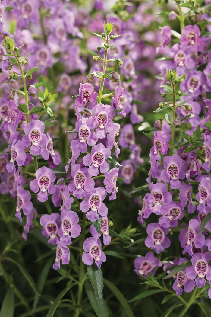 Angelonia Steel Blue 1 Gal