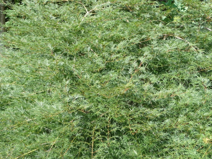 Japanese Maple Ever Red B&B 10 Gal 30-36"