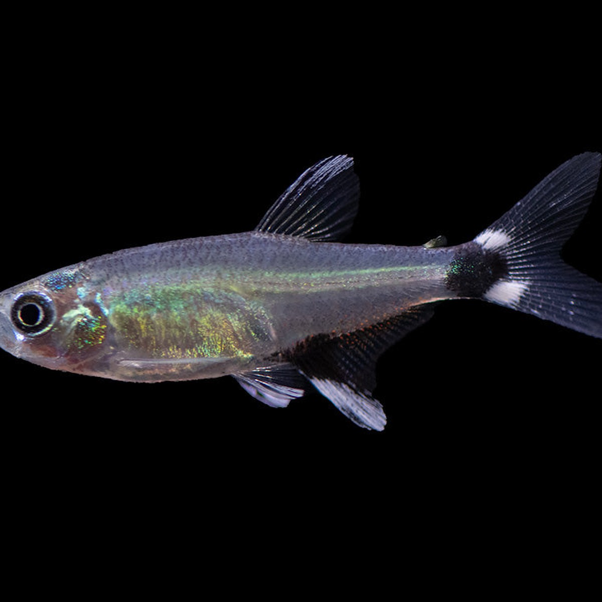 Panda Tetra