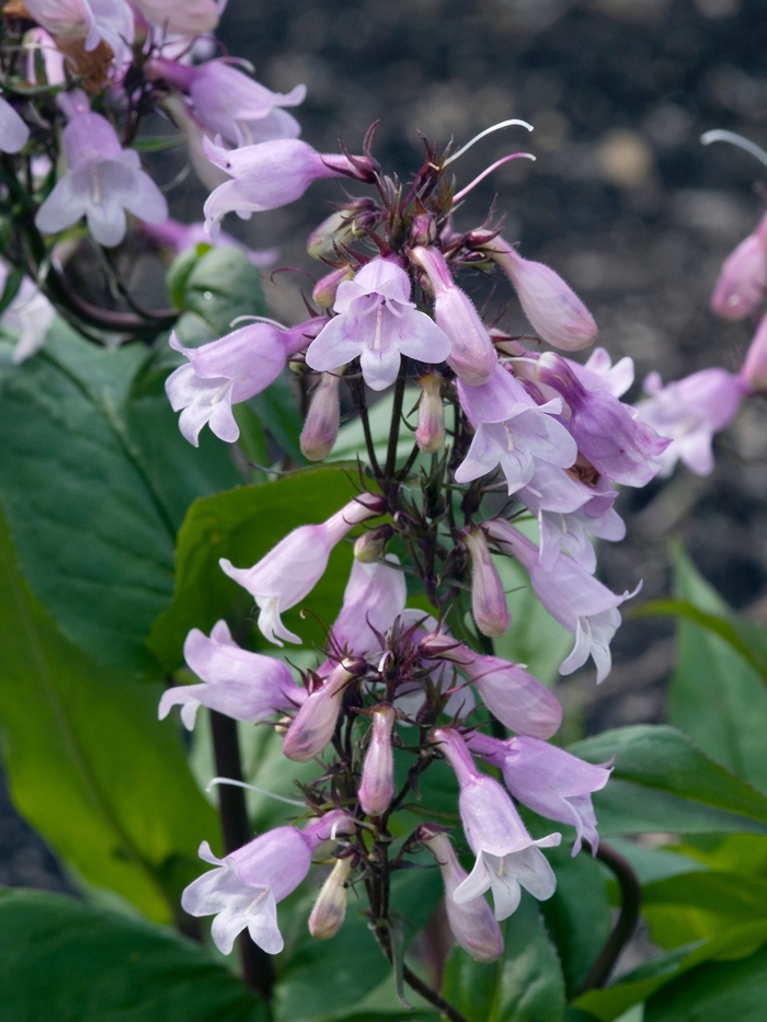 Penstemon Dakota Burgundy 1 Gal