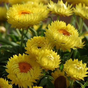 Strawflower Dreamtime Jumbo Yellow Quart