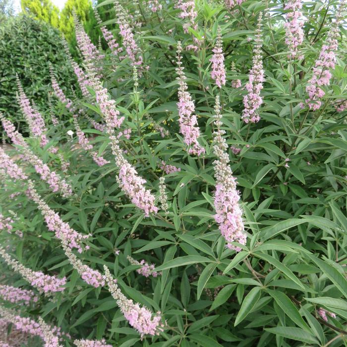 Vitex Pink Pinnacle 7 Gal