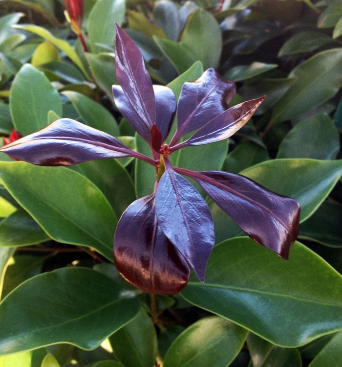 Illicium Miss Scarlett 7 Gal