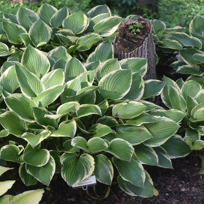 Hosta Fragrant Bouquet 1 Gal