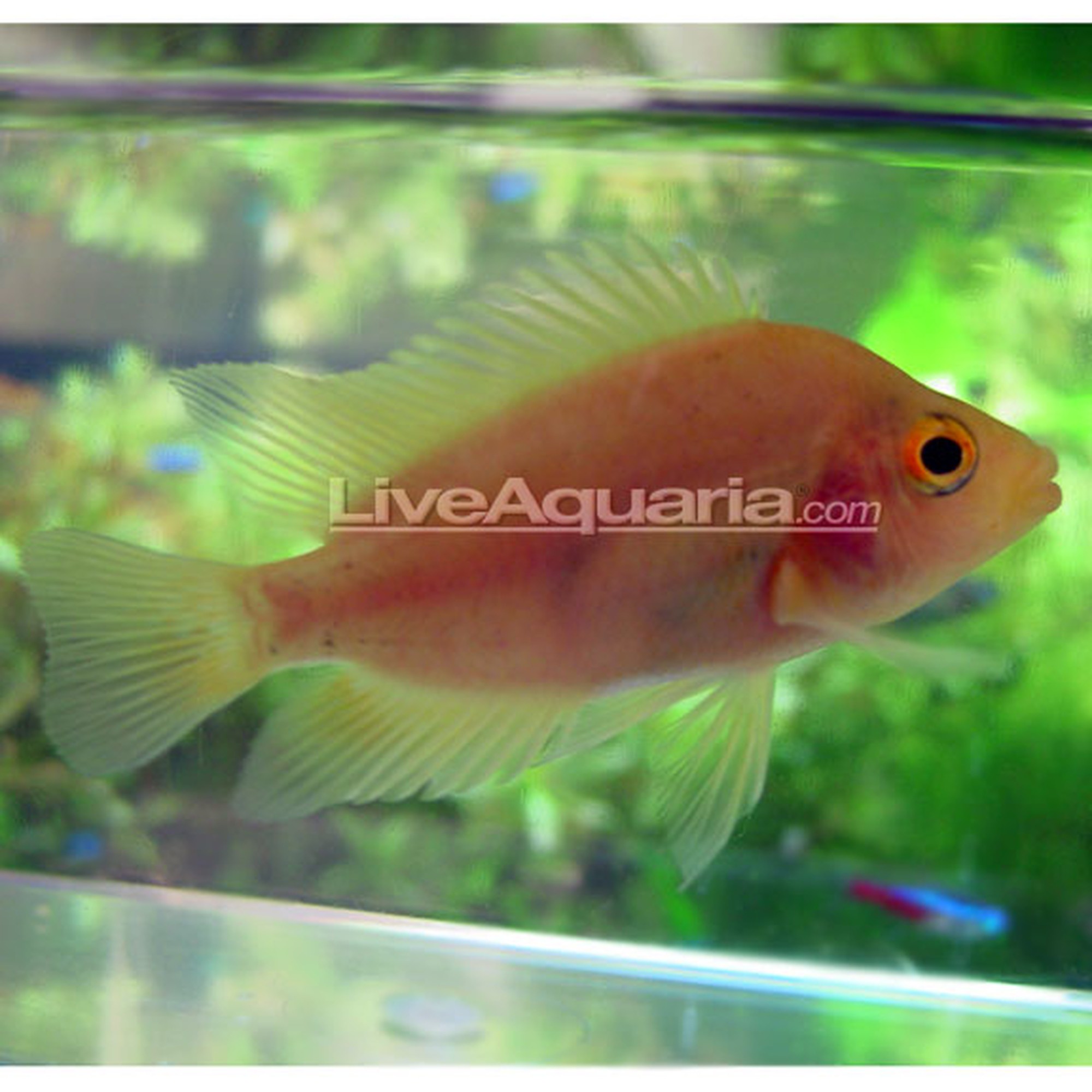 Red Devil Could Cichlid