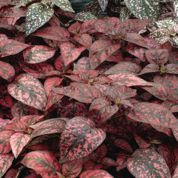 Polka Dot Splash Red Quart