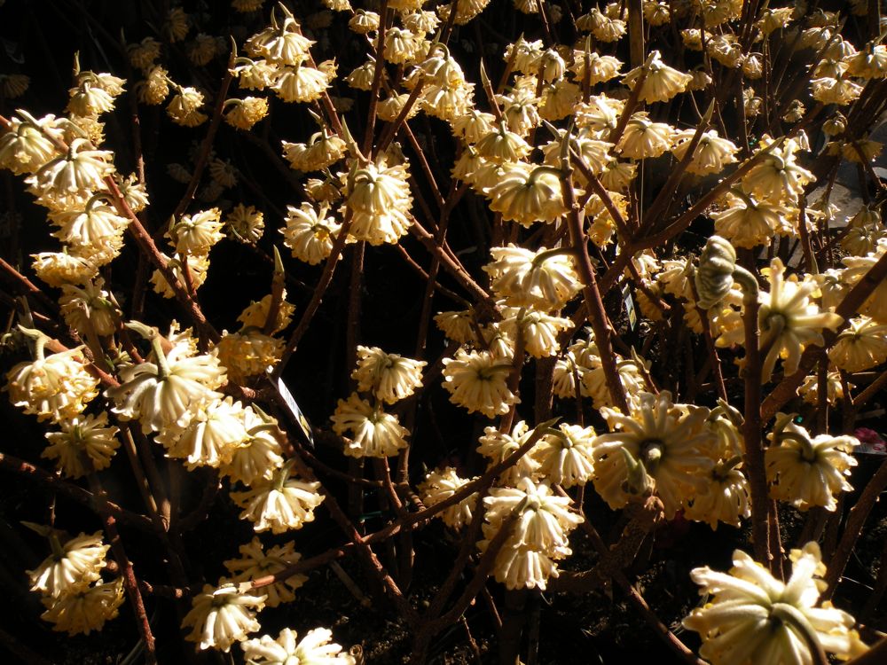 Edgeworthia chrysantha 'Winter Gold' - Himalayan Paper Bush