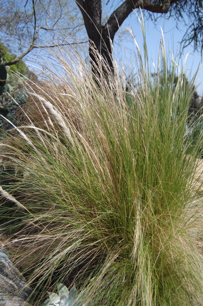 Duranta Cuban Gold 1 Gal