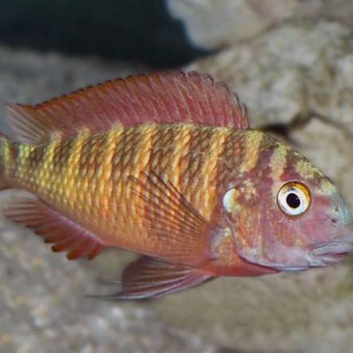 Tropheus Ndonke