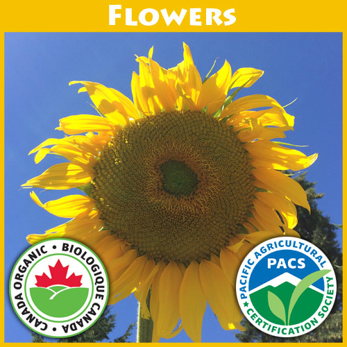 Sunflower Russian Mammoth