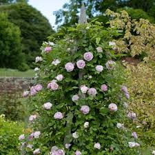 Rise Up Lilac Days Rose, 3 gallon