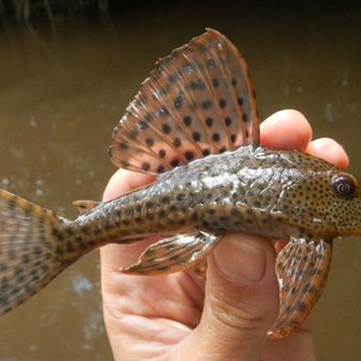 Common Plecostomus