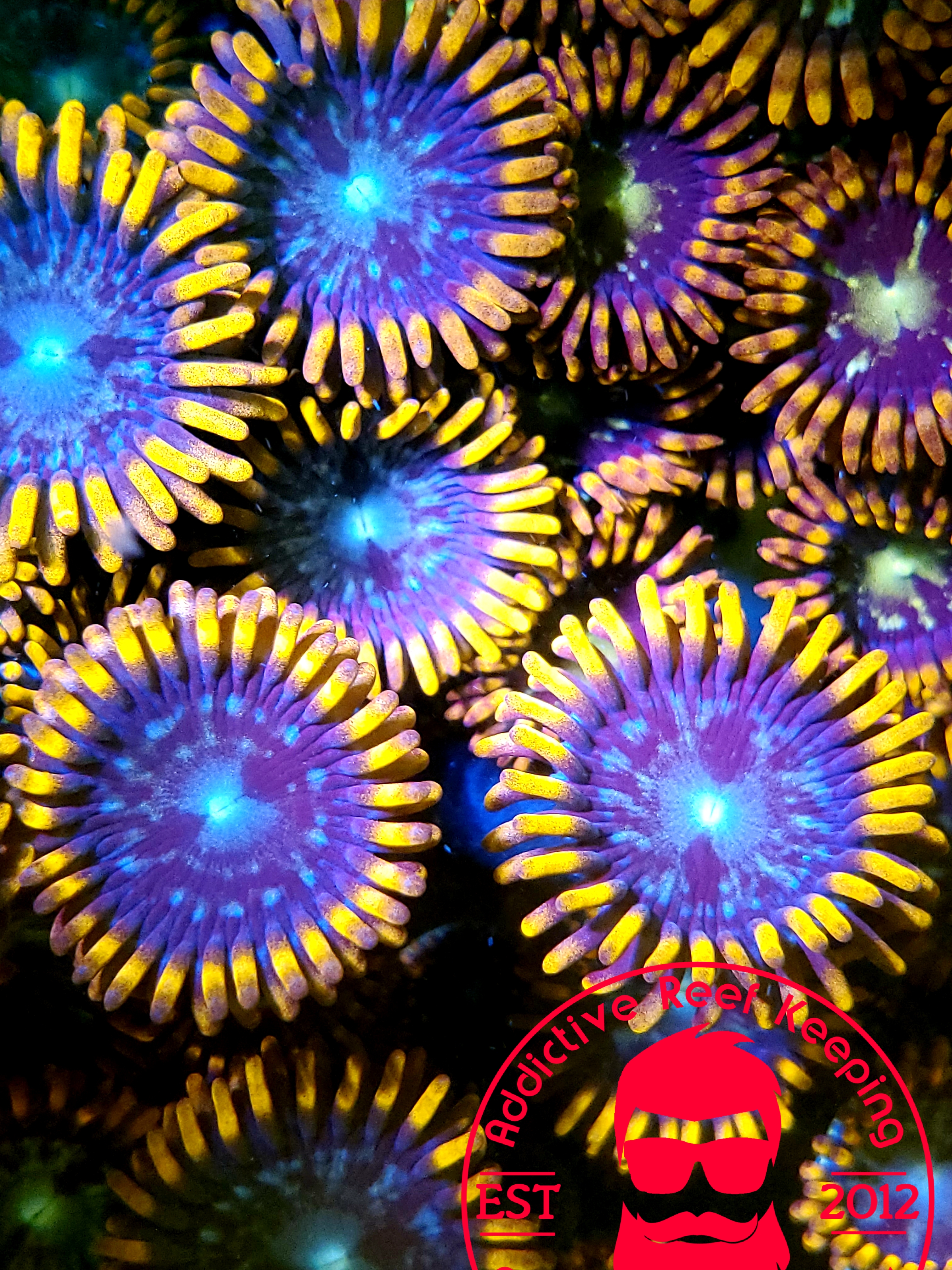 ARK- FIRE AND ICE ZOA POLYP