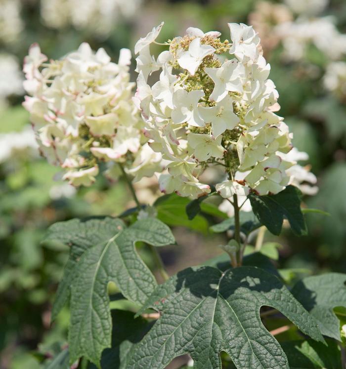 Hydrangea Snow Queen 7 Gal