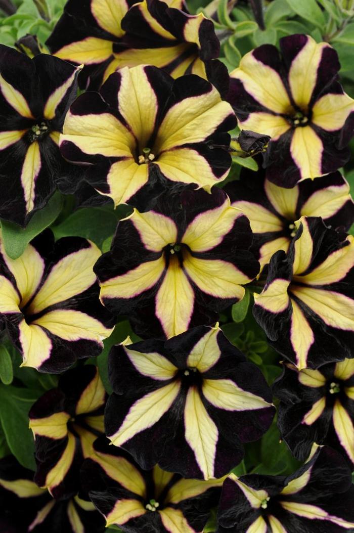 Petunia Slingshot Purple Fantasy 8" HB