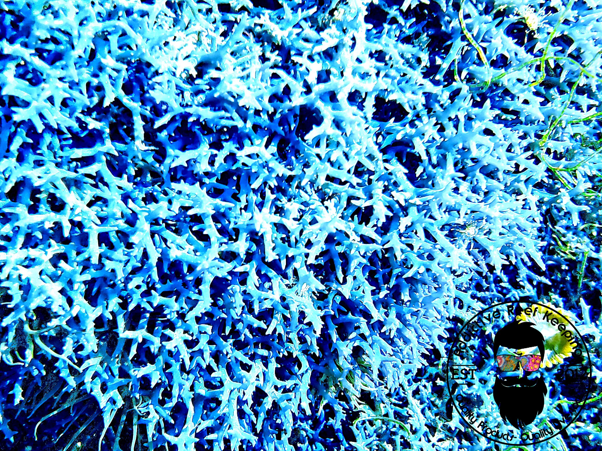 1/2 cup Blue Hypnea (Hypnea pannosa) Macro Algae Marine Saltwater Plant