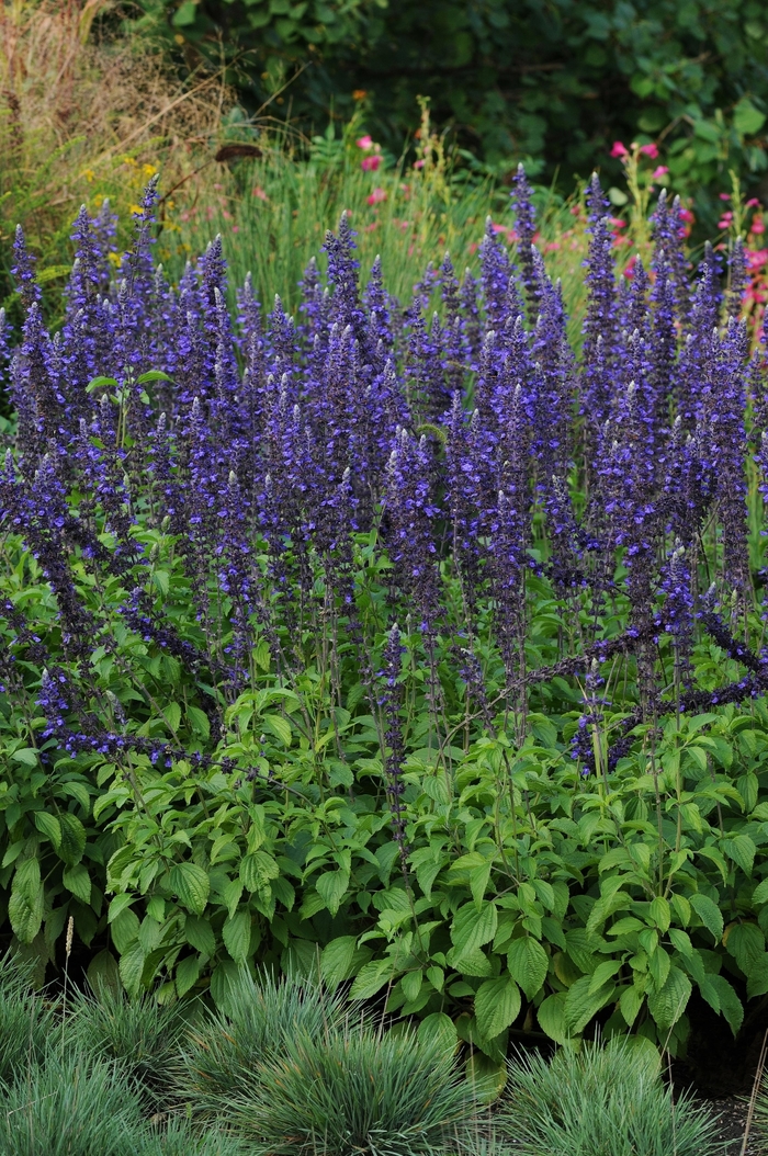 Salvia Mysty 1 Gal