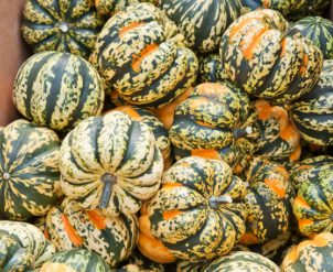 Carnival Squash