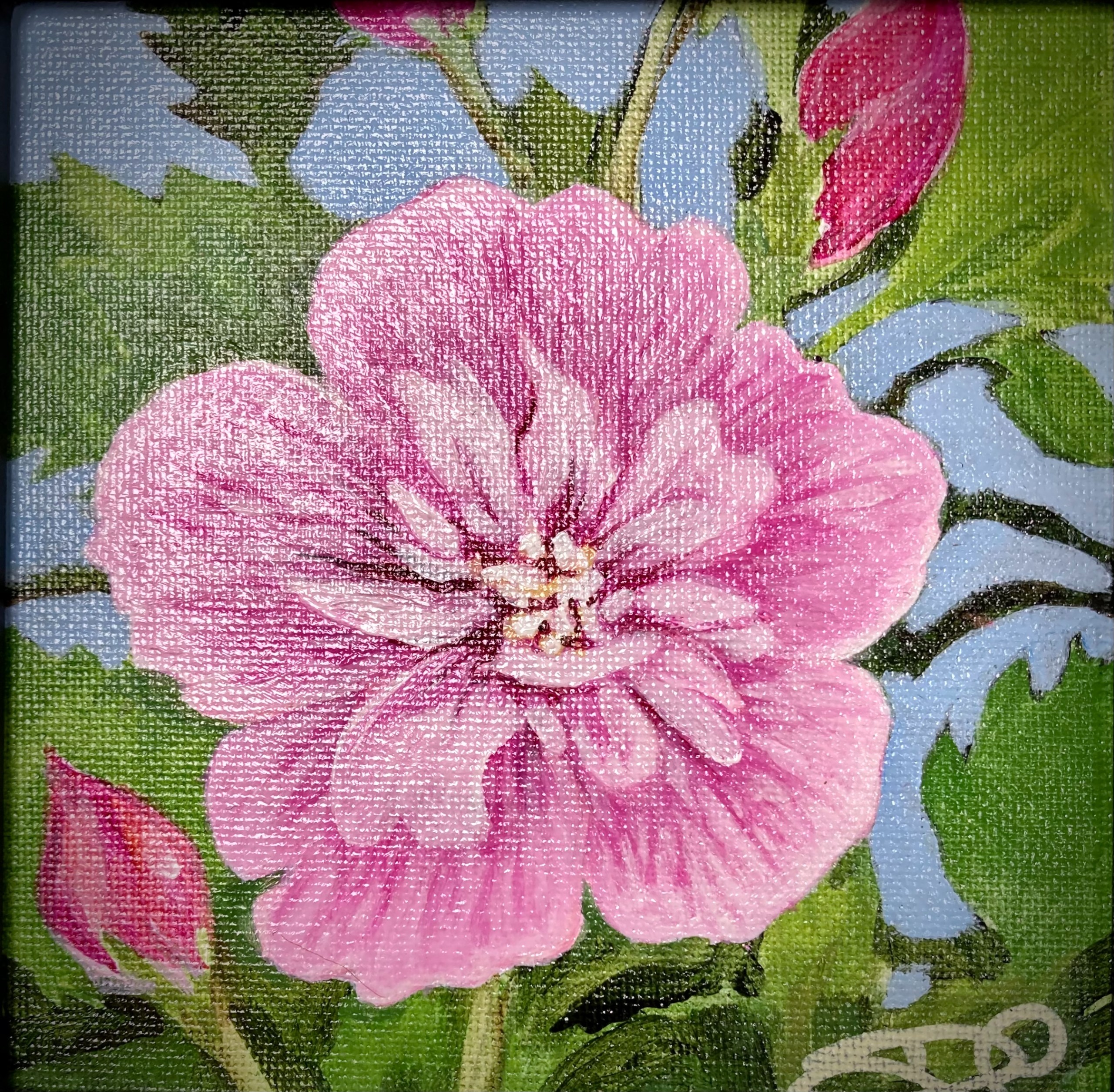 Rose of Sharon I