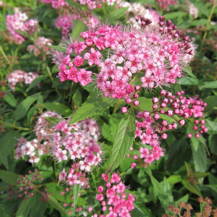 Spirea Superstar 5 Gal