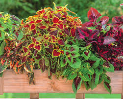 Coleus