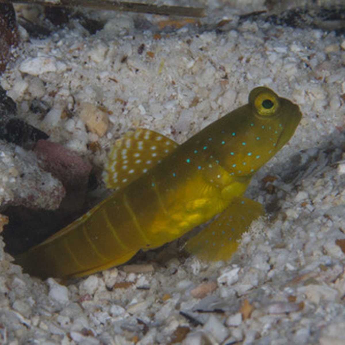 Yellow Shrimp