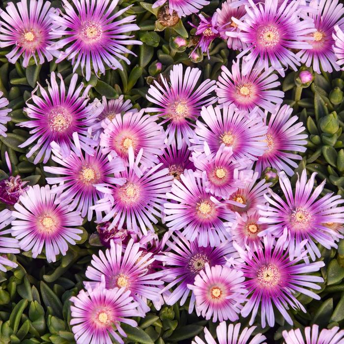 Ice Plant Kaleidoscope Razzle Dazzle Quart