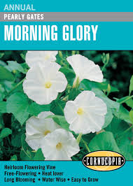 Pearly Gates Morning Glory Seed Pack