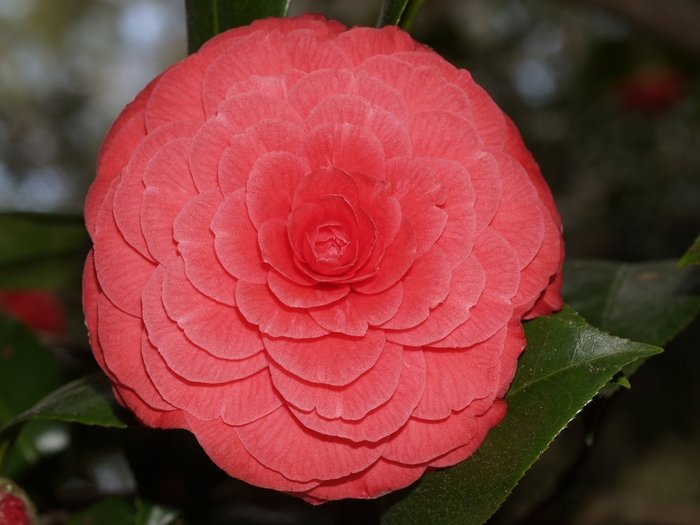 Camellia Royal Velvet 7 Gal