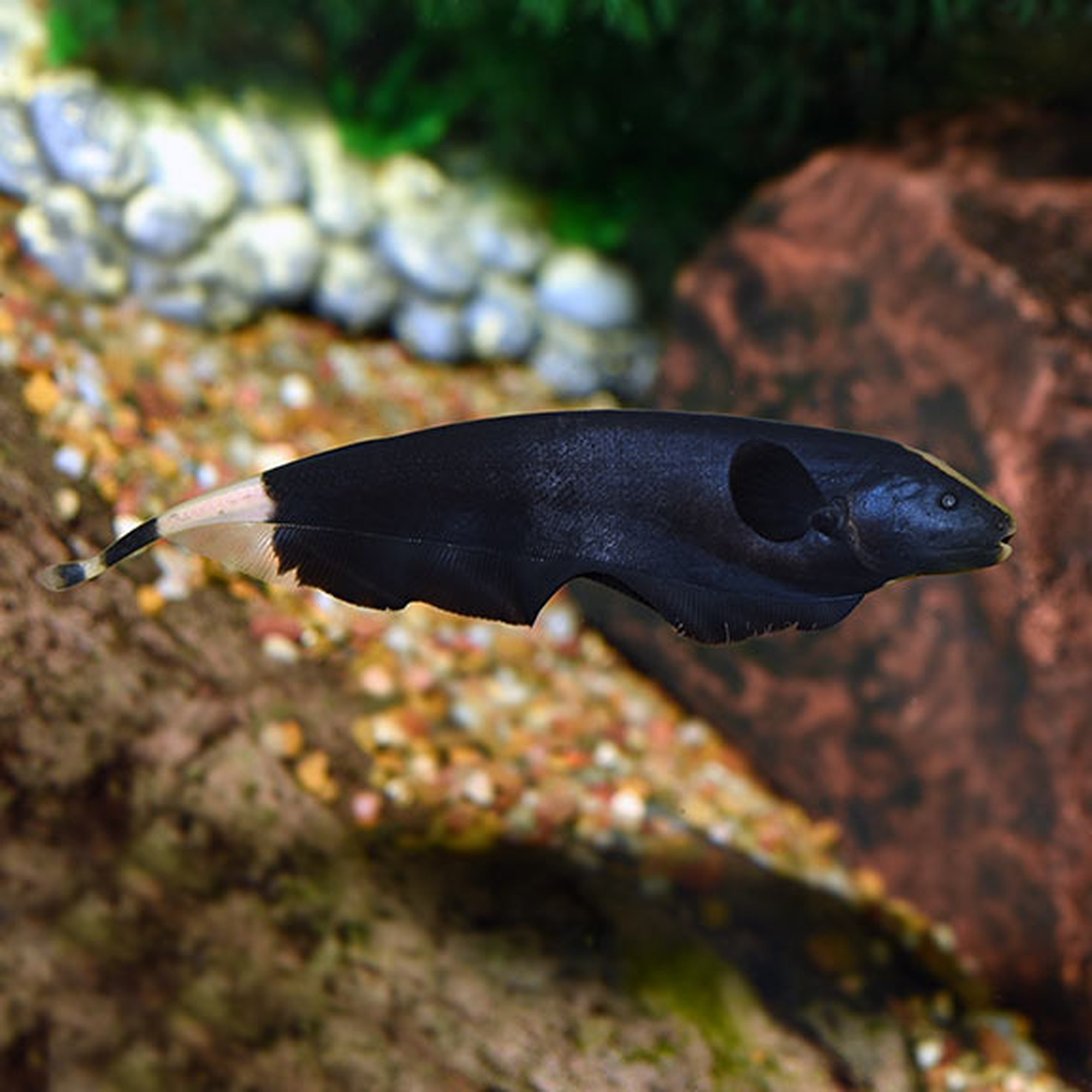 Black Ghost Knife