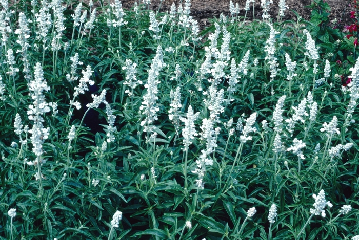 Salvia Augusta Duelberg 1 Gal
