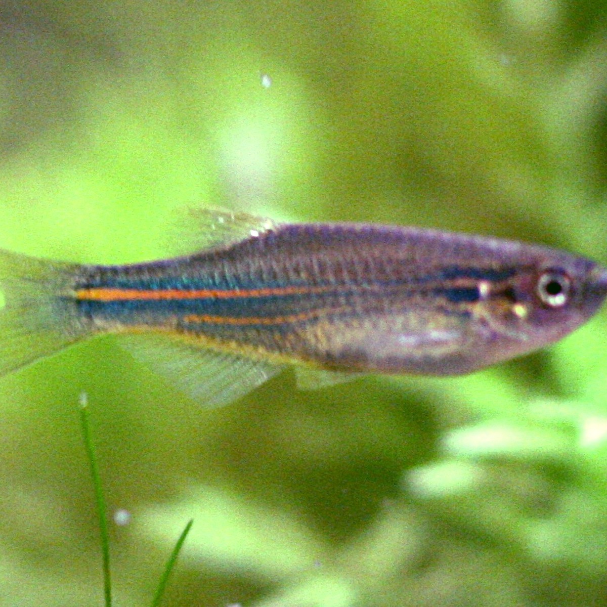Turquoise Danio