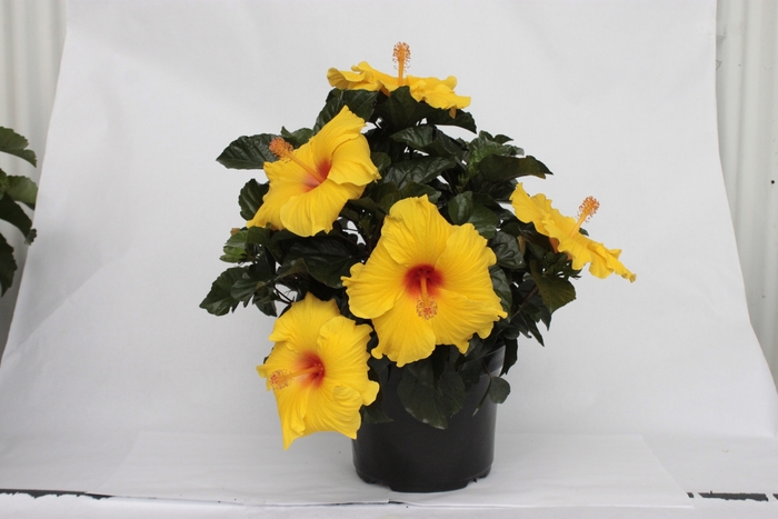 Hardy Hibiscus Summerific All Eyes On Me PW 3 Gal