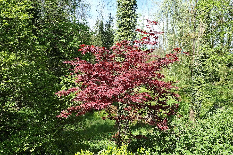 Acer palmatum 'Bloodgood'